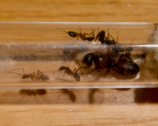 Camponotus chromaiodes